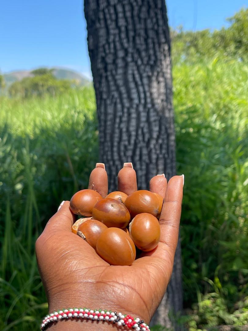 A woman's hand holding freshly gathered shea nuts beneath a Vitellaria nilotica tree in Kitgum District