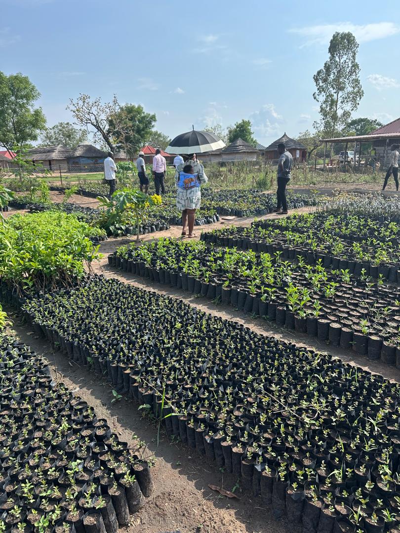 Vitellaria nilotica seedlings being raised in a community tree nursery, Kitgum District