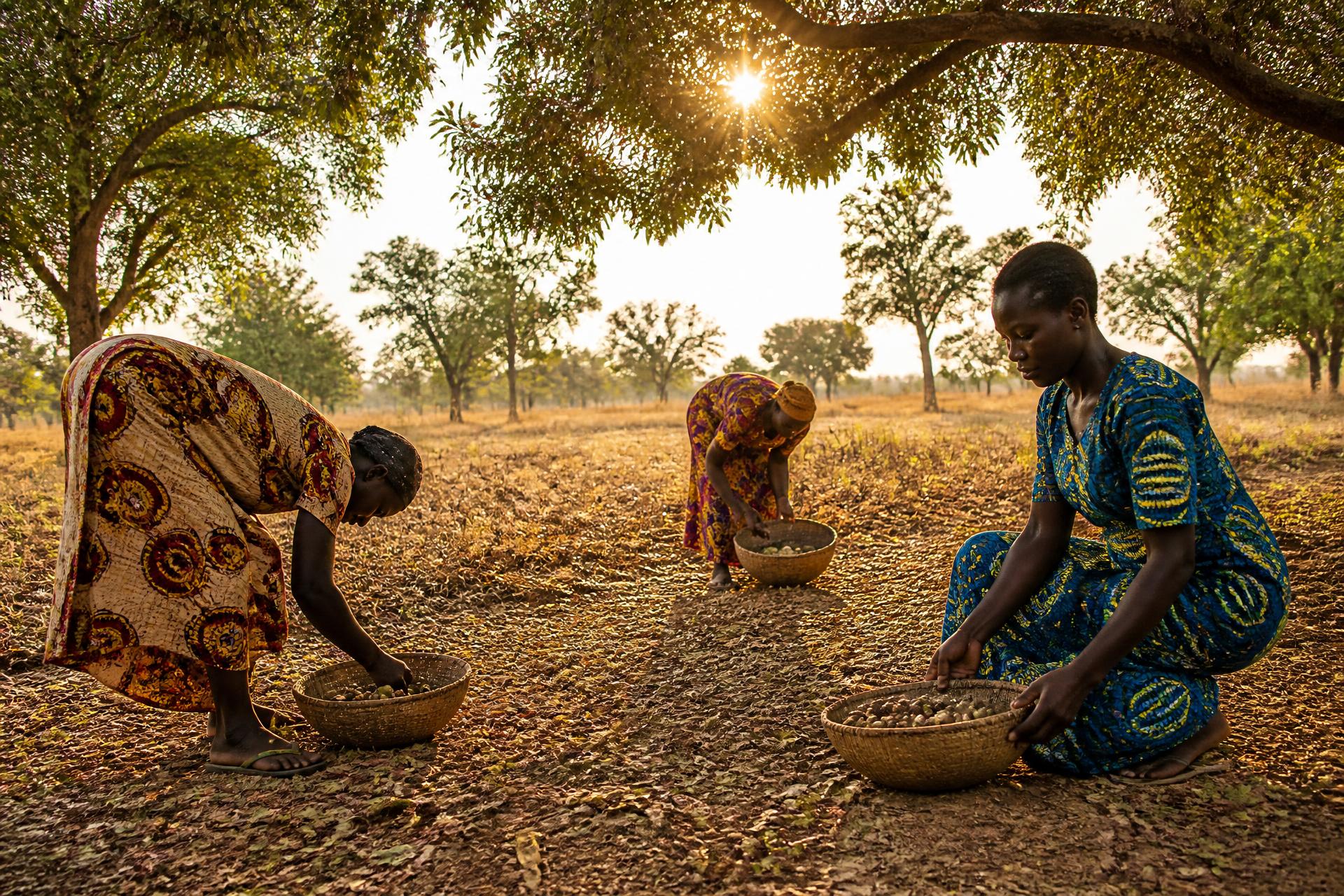 Women harvesting shea nuts beneath mature Vitellaria nilotica trees at sunrise in Kitgum District, Northern Uganda