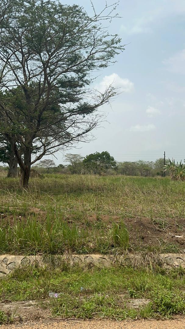 Vitellaria nilotica savanna landscape in the Nile Basin shea belt, Kitgum District