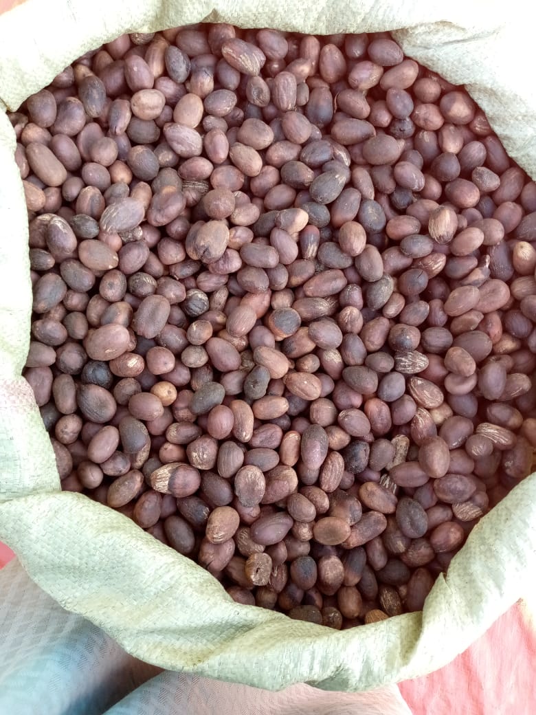 Bagged shea nuts ready for market from a Kitgum District cooperative