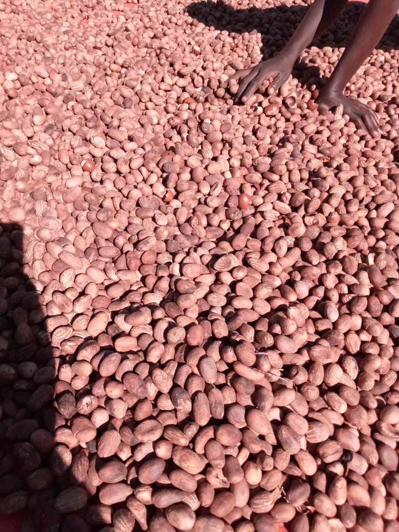 Shea nuts spread out for sun drying as part of post-harvest handling